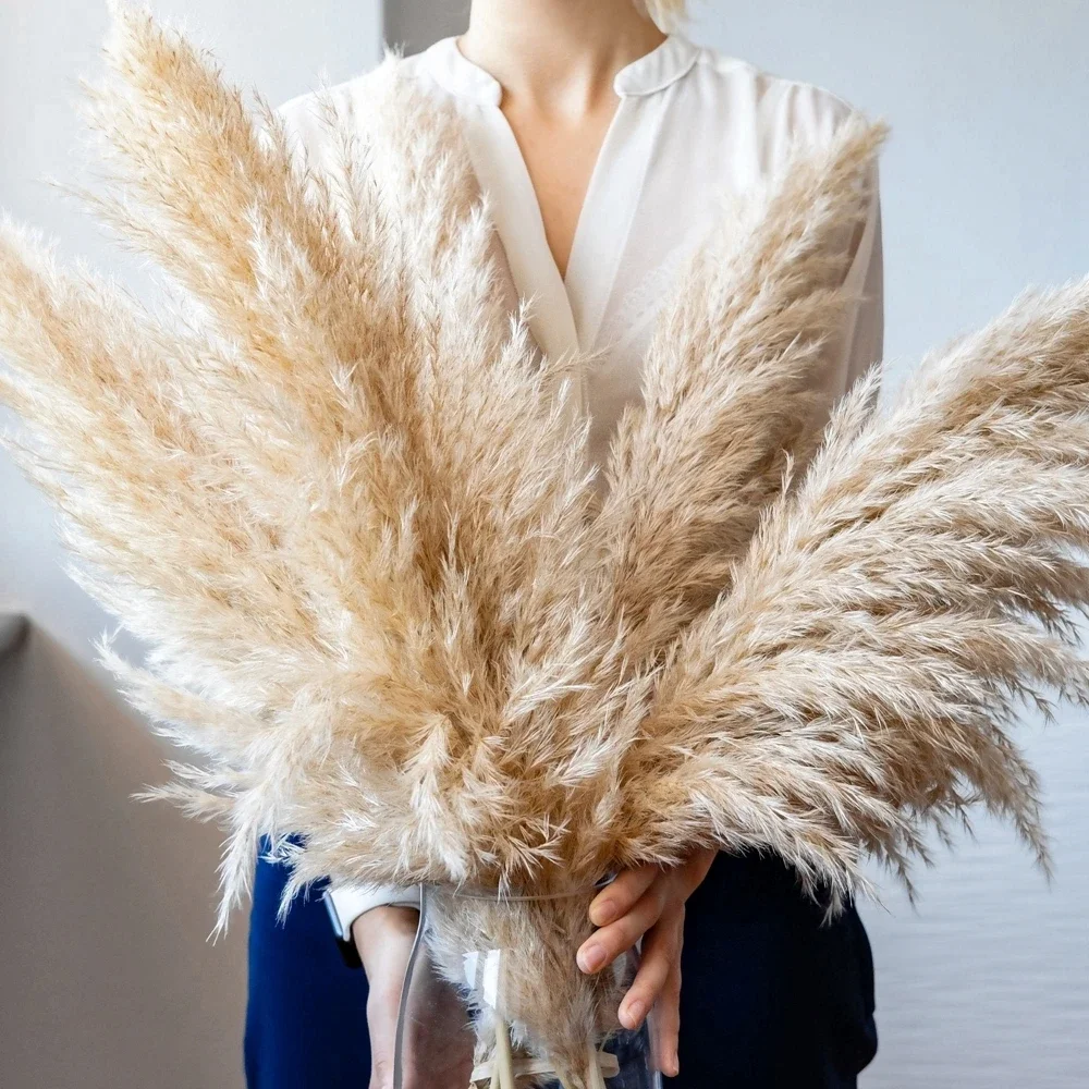 120 سنتيمتر-130 سنتيمتر رقيق ك - مراجعة Dried Flower Bulk وسعره